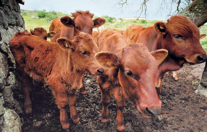 Red Ox of Montiferru